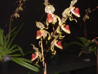 Paphiopedilum supardii