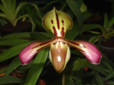 Paphiopedilum tigrinum 'Tigerland'