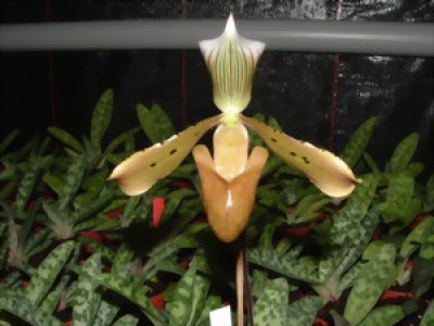 Paphiopedilum tonsum