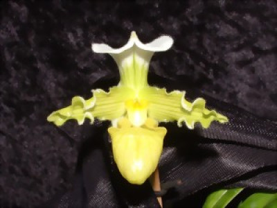 Paphiopedilum tranlineanum 'album'