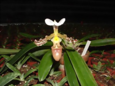 Paphiopedilum tranlineanum (Jgpfl.)