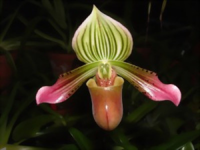 Paphiopedilum urbanianum