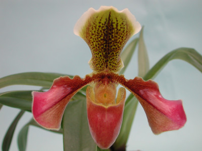 Paphiopedilum Van Dijk