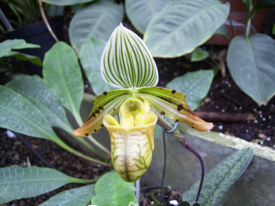 Paphiopedilum venustum