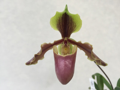 Paphiopedilum X herrmannii (Jgpfl.)