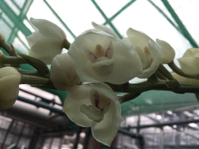 Peristeria elata