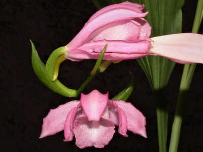 Phaius mishmensis