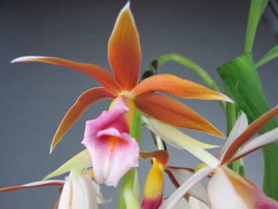 Phaius tankervillae