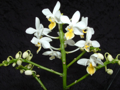 Phalaenopsis equestris 'aurea'