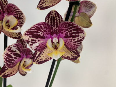 Phalaenopsis Grand Slam (2 Rispen)