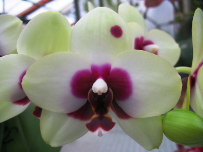 Phalaenopsis Nobby 'Shadowy Nobby'