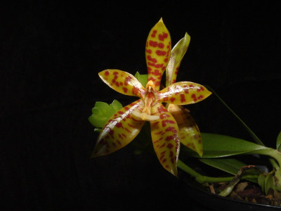 Phalaenopsis pantherina (1 Stiel)
