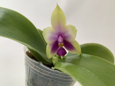 Phalaenopsis Samera Blue