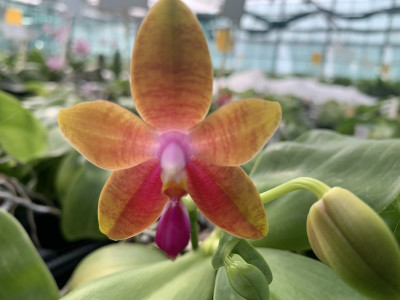 Phalaenopsis Samera Blue x amboinensis