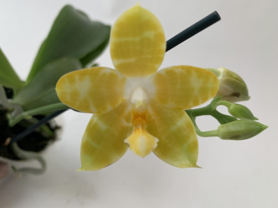 Phalaenopsis Yaphon Gem flava x Yaphon Yellow Bomb