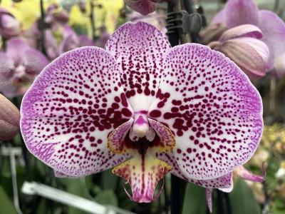 Phalaenopsis Andorra (2 Rispen)