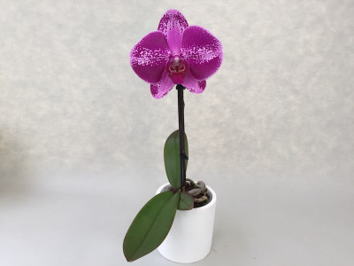 Phalaenopsis Big Singolo 'Harlekin' (inkl. Übertopf)