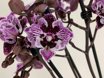 Phalaenopsis Blackberry 'Kizz' (2 Rispen)