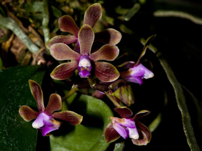 Phalaenopsis braceana