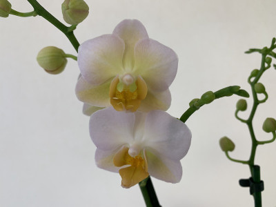 Phalaenopsis Yu Pin Burgundy (2-3 Rispen)