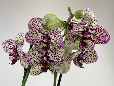 Phalaenopsis Cleopatra (2 Rispen)