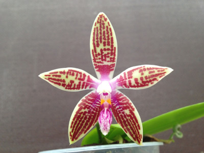 Phalaenopsis corningiana (Jgpfl.)