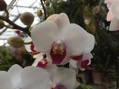 Phalaenopsis Daisy (2-3 Rispen)