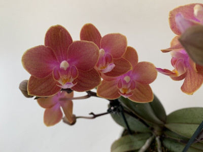 Phalaenopsis Dusty Belle (2 Rispenansätze)