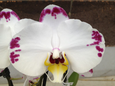 Phalaenopsis Elegant 'Wibi Soerjadi''