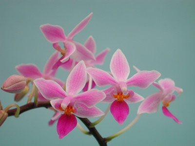 Phalaenopsis equestris