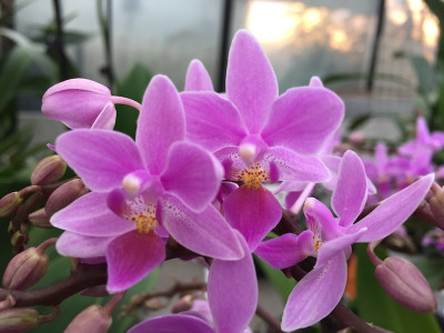 Phalaenopsis equestris 'rosea' (in Blüte/Knospe)