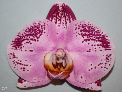 Phalaenopsis Happy Dancer