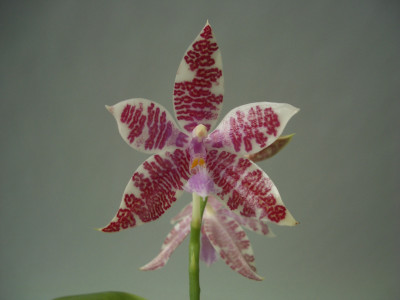 Phalaenopsis hieroglyphica