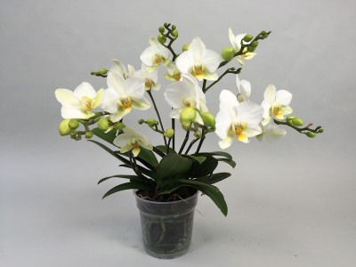 Phalaenopsis Lausanne (5 Rispen)