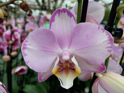 Phalaenopsis Le Vante (2 Rispen)