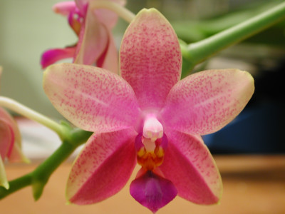 Phalaenopsis Liodoro (1 Rispe)