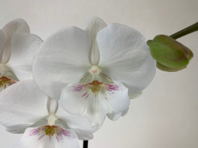 Phalaenopsis Manta 'Gili' (2 Rispen)