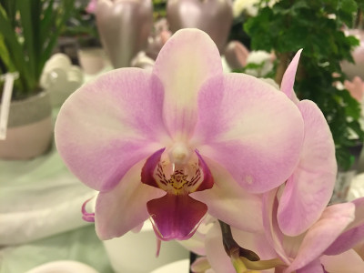 Phalaenopsis My Monroe 'Make Up' (2 Rispen)