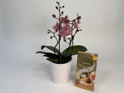 Phalaenopsis Odorion Geschenkset (Duft-Orchidee inkl. Übertopf & Lindor Mischung)