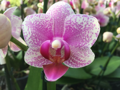 Phalaenopsis Rotterdam (4-5 Rispen)