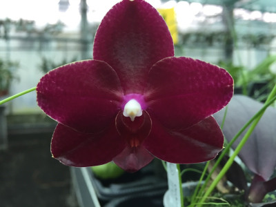 Phalaenopsis Salus Fragrance