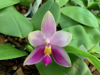 Phalaenopsis samera x penang violacea