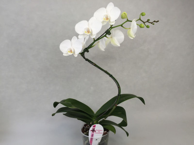 Phalaenopsis Single Helix 'White'