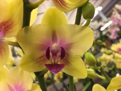 Phalaenopsis Spunky (2 Rispen)