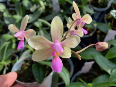 Phalaenopsis stobartiana x lindenii