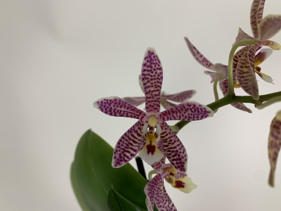 Phalaenopsis stuartiana puntatissima x mannii 'Dark' (Jgpf.)