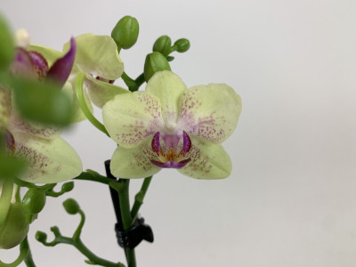Phalaenopsis Sunny (3 Rispen)