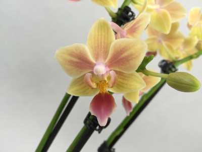 Phalaenopsis Sunny Smell (2 Rispen)