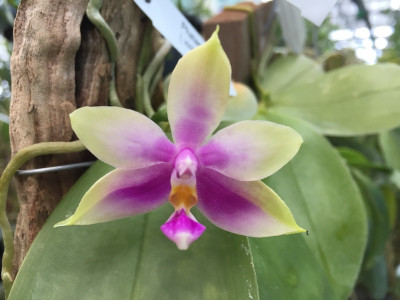 Phalaenopsis violacea x bellina