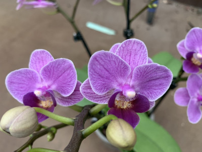 Phalaenopsis Violet Queen (2 Rispen)